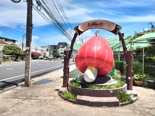 Visit the Cashew Nut Factory