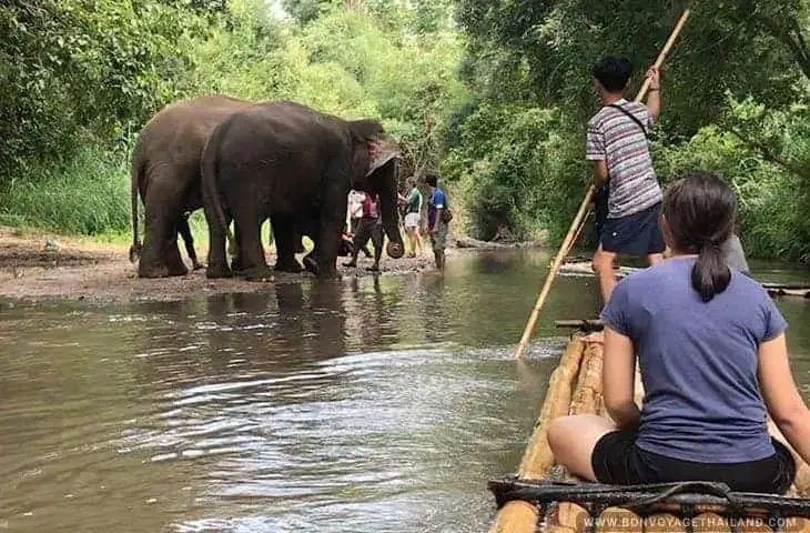 Bamboo Rafting on Mae Ping River