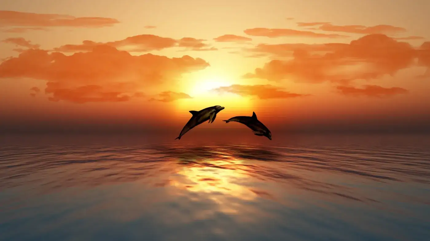 Dolphin and Sunset Cruises