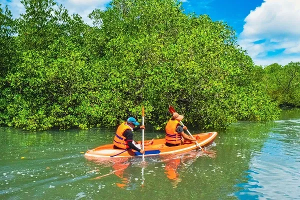 Kayaking in Mangroves