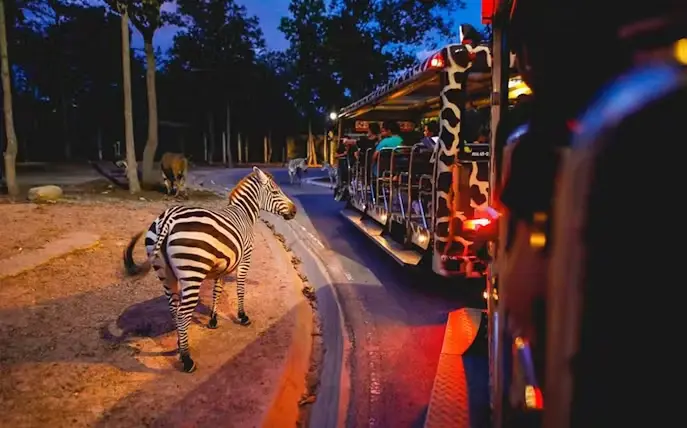 Night Safari